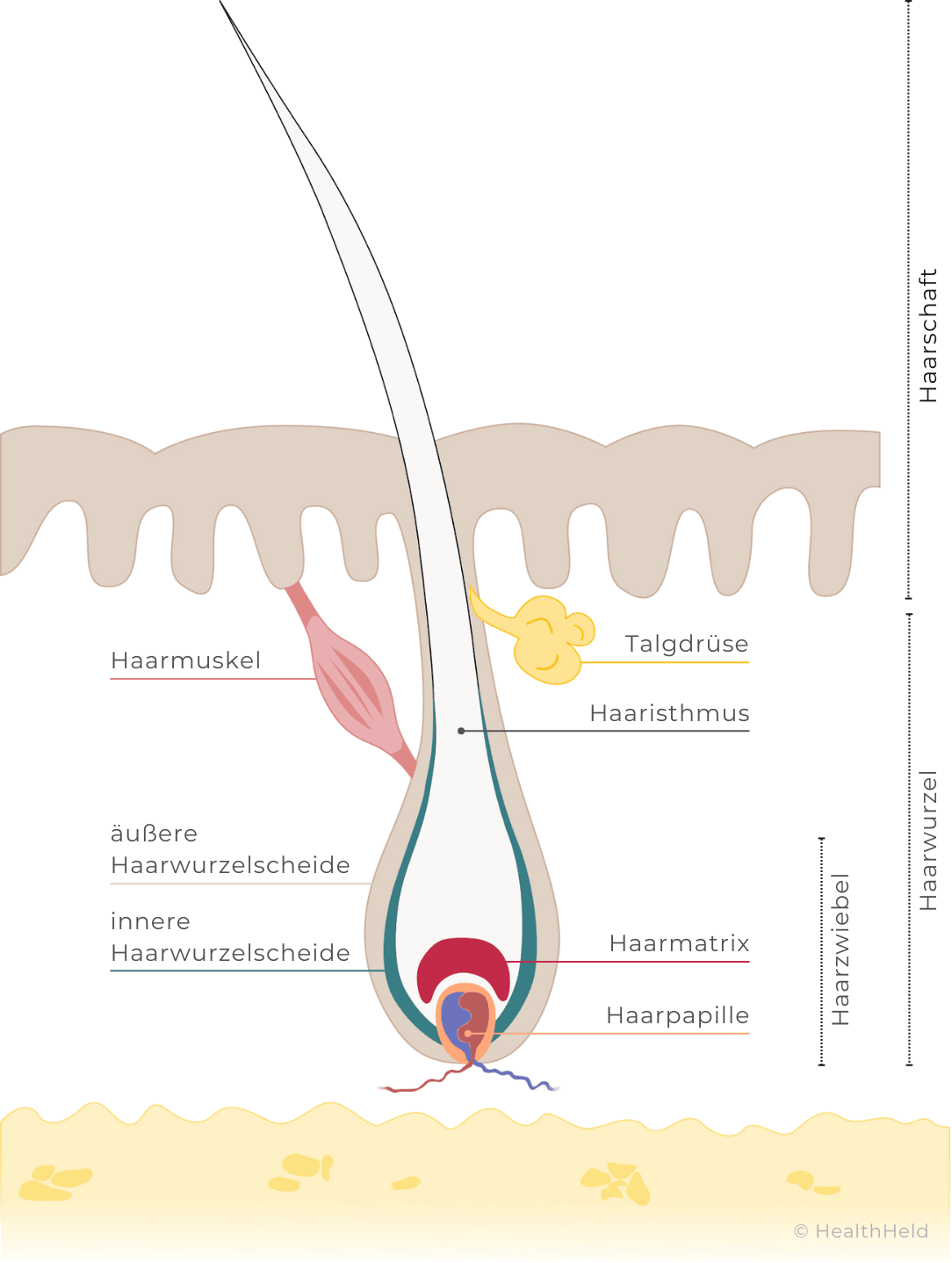 Querschnitt eines Haarfollikels, der den Aufbau von Haarschaft, Haarwurzel, Haarzwiebel, Haaristhmus, Haarmuskel, Talgdrüse, Haarmatrix, Haarpapille und Haarwurzelscheiden zeigt.