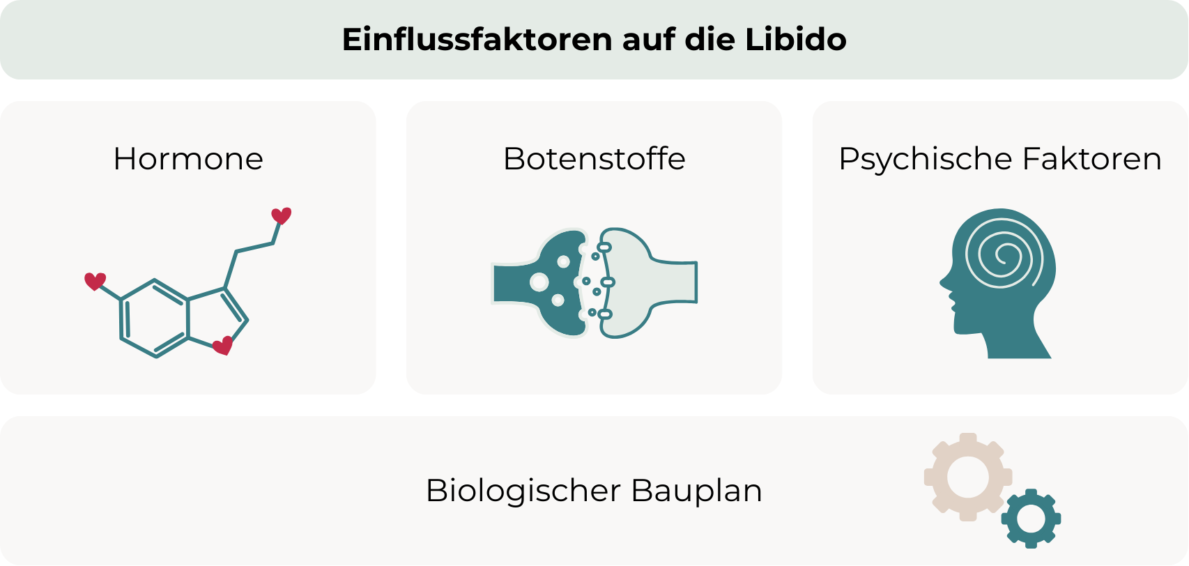 Die Grafik zeigt die Einflussfaktoren auf die Libido: Die Basis ist der biologische Bauplan, darauf aufbauend spielen Hormone, Botenstoffe und psychische Faktoren eine Rolle.