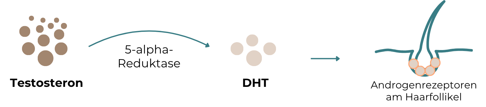 Die Grafik zeigt den Zusammenhang zwischen Testosteron, DHT und Haarausfall. Testosteron wird durch die 5-alpha-Reduktase in DHT umgewandelt, das an die Androgenrezeptoren an den Haarfollikeln binden kann und dort zu deren Miniaturisierung führt.