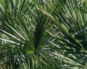 Sägepalme Haarausfall: Nahaufnahme der Blätter einer Sägepalme (Serenoa repens), einer in Nordamerika beheimateten Pflanze, die für ihre heilenden Eigenschaften bekannt ist. Besonders beliebt als natürlicher Wirkstoff gegen Haarausfall.