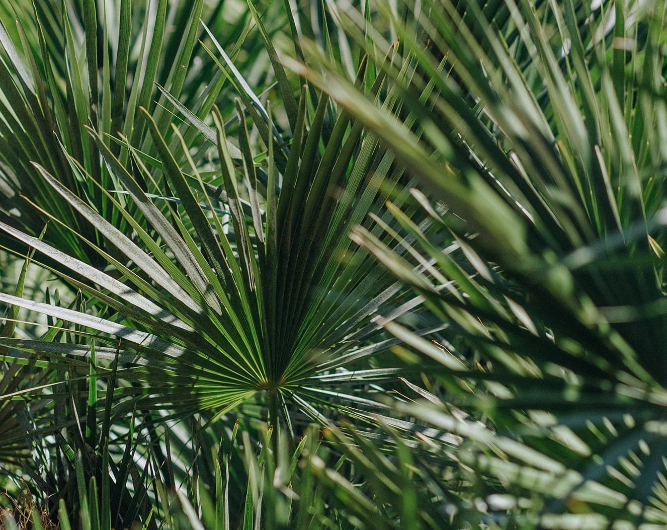 Sägepalme Haarausfall: Nahaufnahme der Blätter einer Sägepalme (Serenoa repens), einer in Nordamerika beheimateten Pflanze, die für ihre heilenden Eigenschaften bekannt ist. Besonders beliebt als natürlicher Wirkstoff gegen Haarausfall.