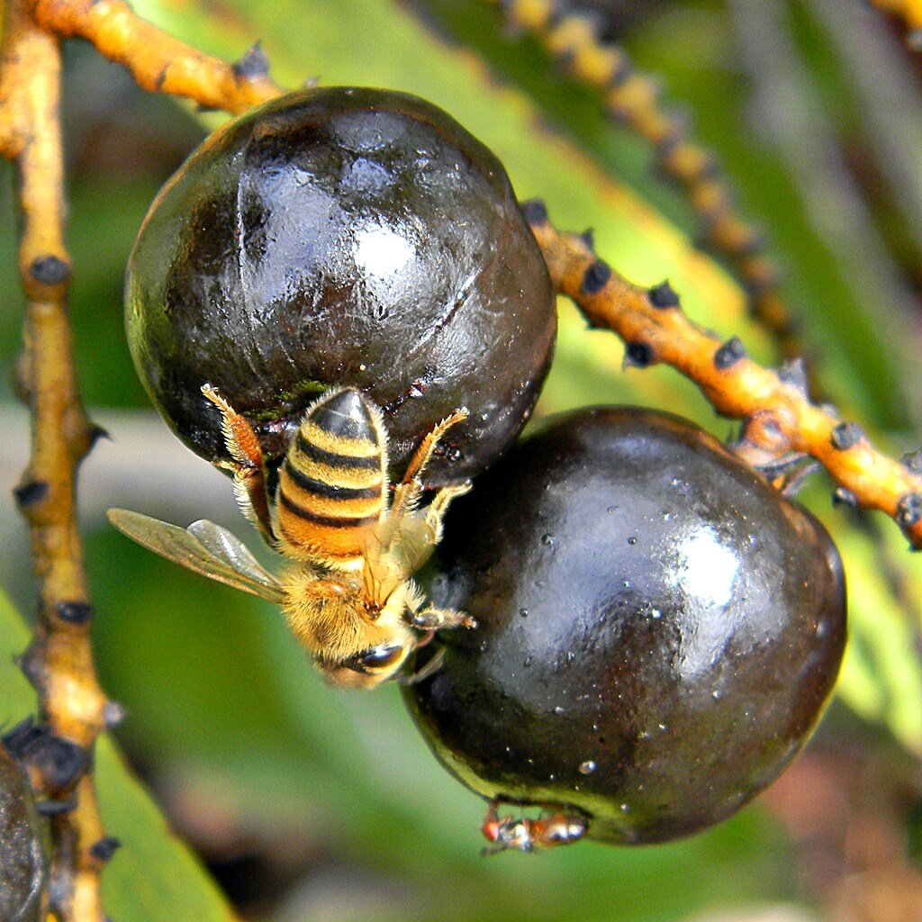 Mit Sägepalme Haarausfall bekämpfen? Aus den Früchten der Sägepalme (Saw Palmetto) wird Sägepalmenextrakt oder Sägepalmenpulver gewonnen, das gegen Haarausfall wirken kann.