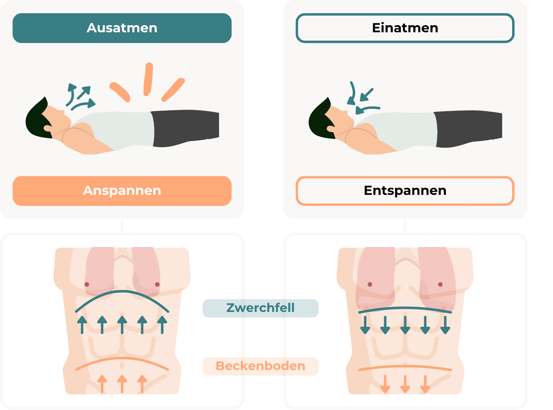 Grafik mit einem am Boden liegenden Mann, der bewusst atmet, zur Veranschaulichung der richtigen Atemtechnik beim Schwellkörpertraining: Beim Ausatmen wird der Beckenboden angespannt, beim Einatmen entspannt. Darunter ist der Bauchraum mit Zwerchfell und Beckenboden dargestellt sowie deren Bewegung in Einklang mit der Atmung.