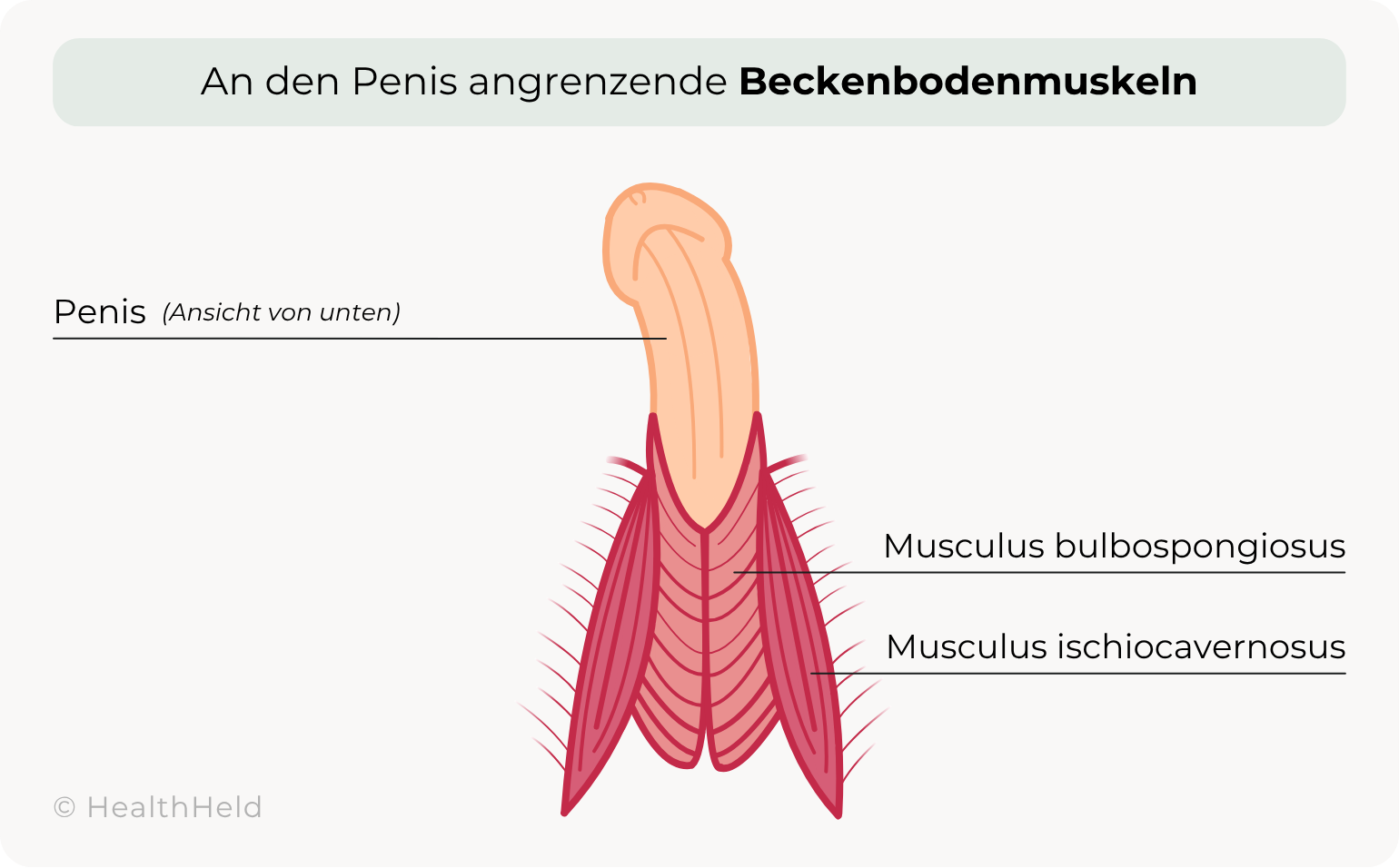 Anatomische Zeichnung eines Ausschnitts des männlichen Beckens (Penis und umgebende Muskulatur) mit markierter Beckenbodenmuskulatur (Musculus bulbospongiosus und M. ischiocavernosus) zur Erklärung ihrer Funktion beim Schwellkörpertraining.