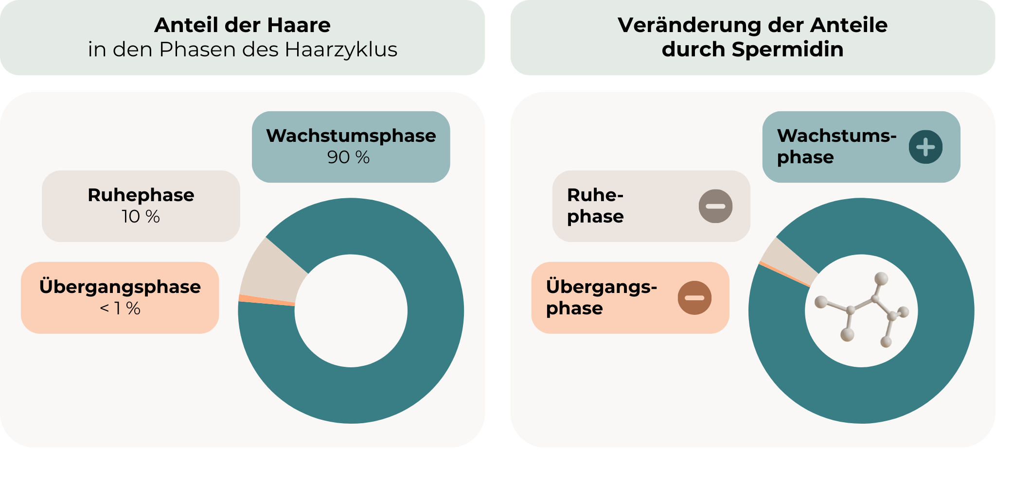 Spermidin Haarausfall: Die Grafik zeigt den Anteil der Haare in den Phasen des Haarzyklus - auf der linken Seite ohne Spermidin (Wachstumsphase 90%, Übergangsphase < 1%, Ruhephase 10%) und auf der rechten Seite mit Spermidin: Wachstumsphase mehr, Übergangsphase weniger, Ruhephase weniger.