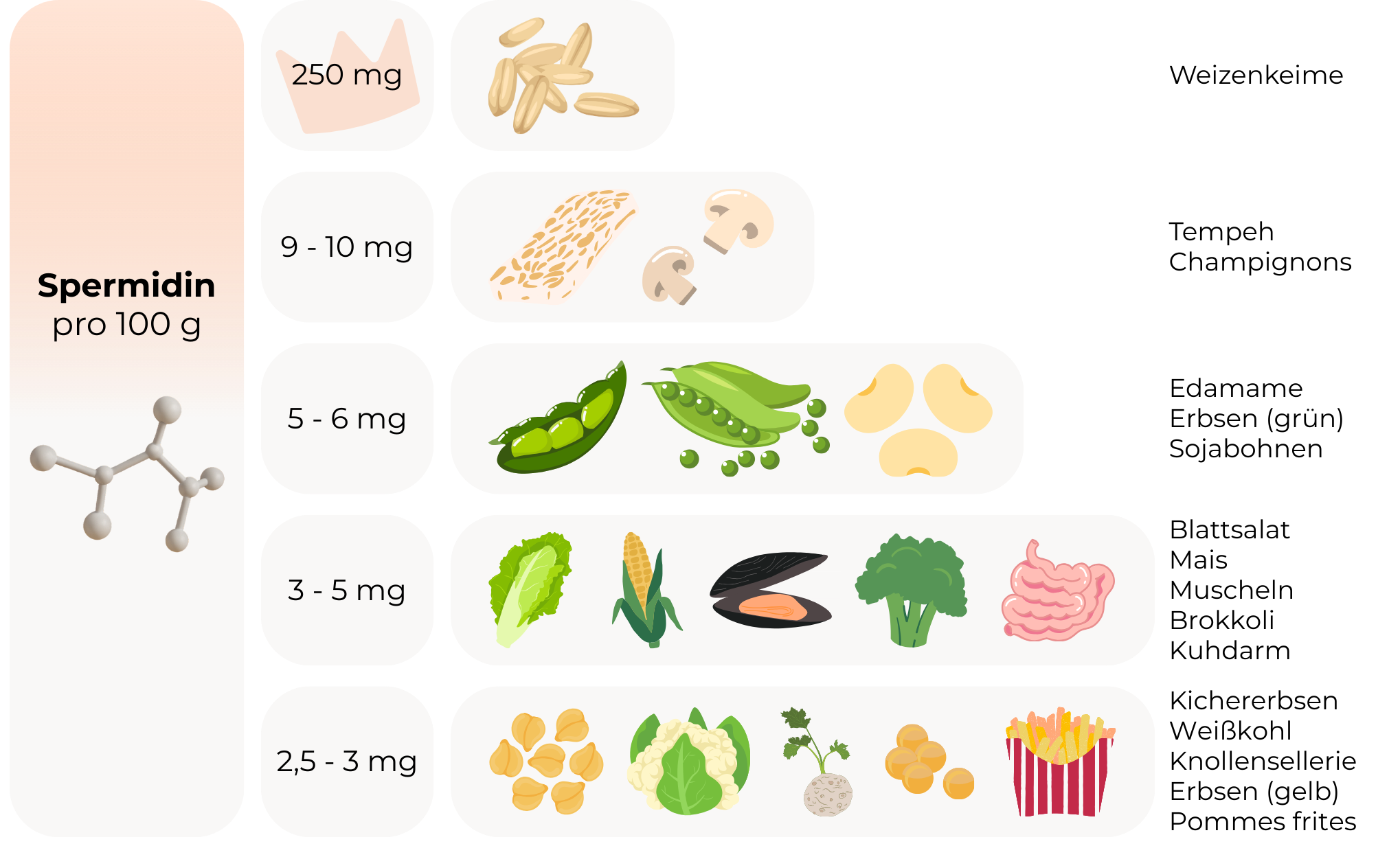 Spermidin Haarausfall: Grafik zeigt den Spermidin-Gehalt verschiedener Lebensmittel pro 100 g. Angeführt werden: – Weizenkeime mit 250 mg, – Tempeh und Pilze mit 9–10 mg, – Edamame, grüne Erbsen und Sojabohnen mit 5–6 mg, – Blattsalat, Mais, Muscheln, Brokkoli und Innereien mit 3–5 mg, – Kichererbsen, Blumenkohl, Knollensellerie und Pommes frites mit 2,5–3 mg. Links wird ein Spermidin-Molekül dargestellt.