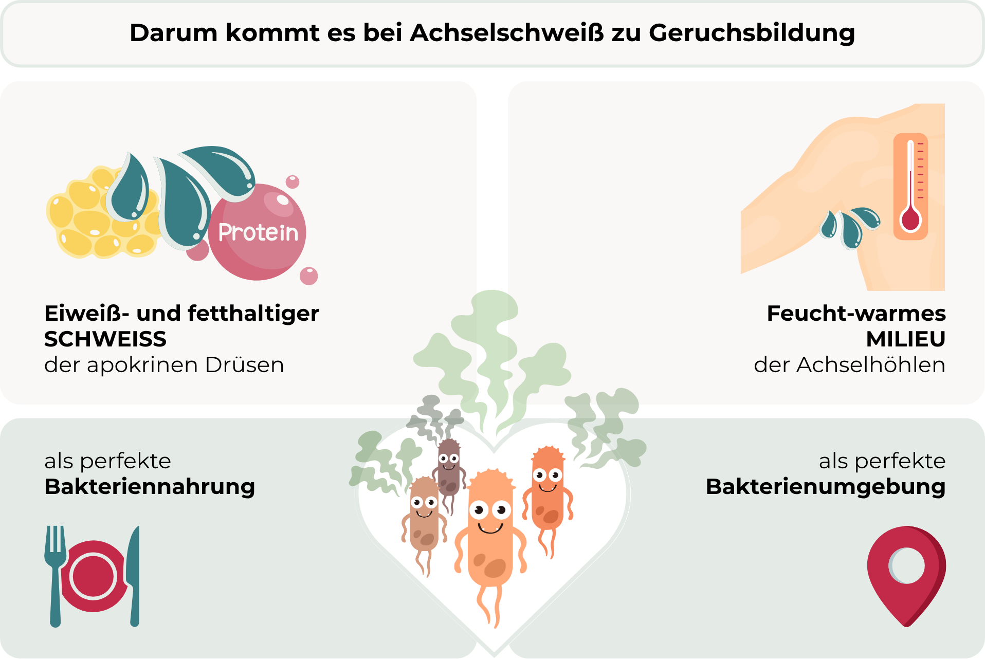 Starkes Schwitzen unter den Achseln: Die Grafik zeigt, warum es bei Achselschweiß zu Geruchsbildung kommt. Links wird der eiweiß- und fetthaltige Schweiß dargestellt, der die perfekte Bakteriennahrung ist. Rechts wird das feucht-warme Milieu der Achselhöhlen gezeigt - die perfekte Bakterienumgebung. In der Mitte sind Bakterien zu sehen, in einem Herz, das die Nahrung und die Umgebung umfasst, während sie Geruchswolken produzieren.