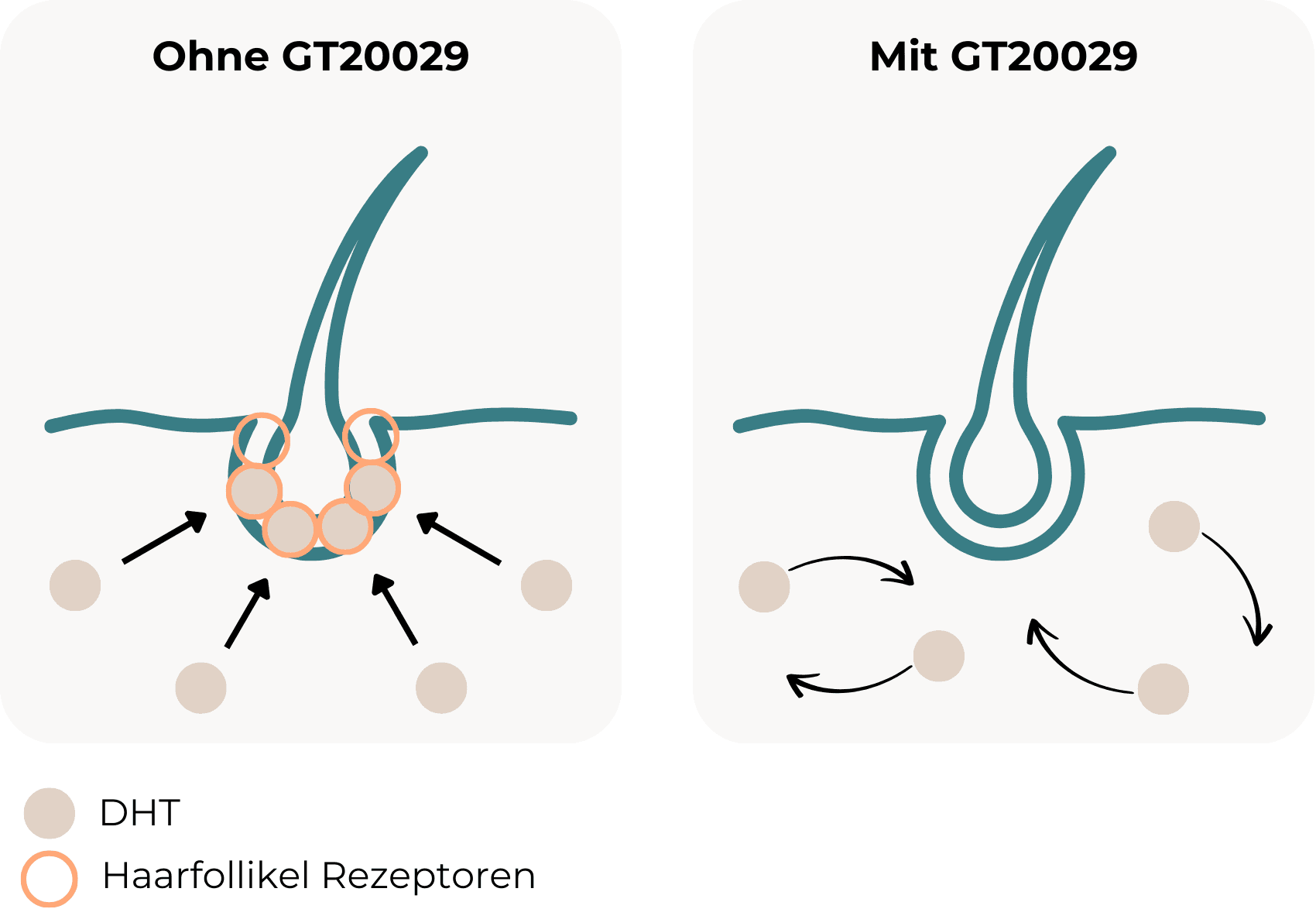 Schematische Darstellung eines Haarfollikels mit und ohne die Wirkung von GT20029. Links: Haarfollikel mit DHT-Bindung an Rezeptoren. Rechts: Haarfollikel ohne DHT-Bindung durch den Einfluss von GT20029.