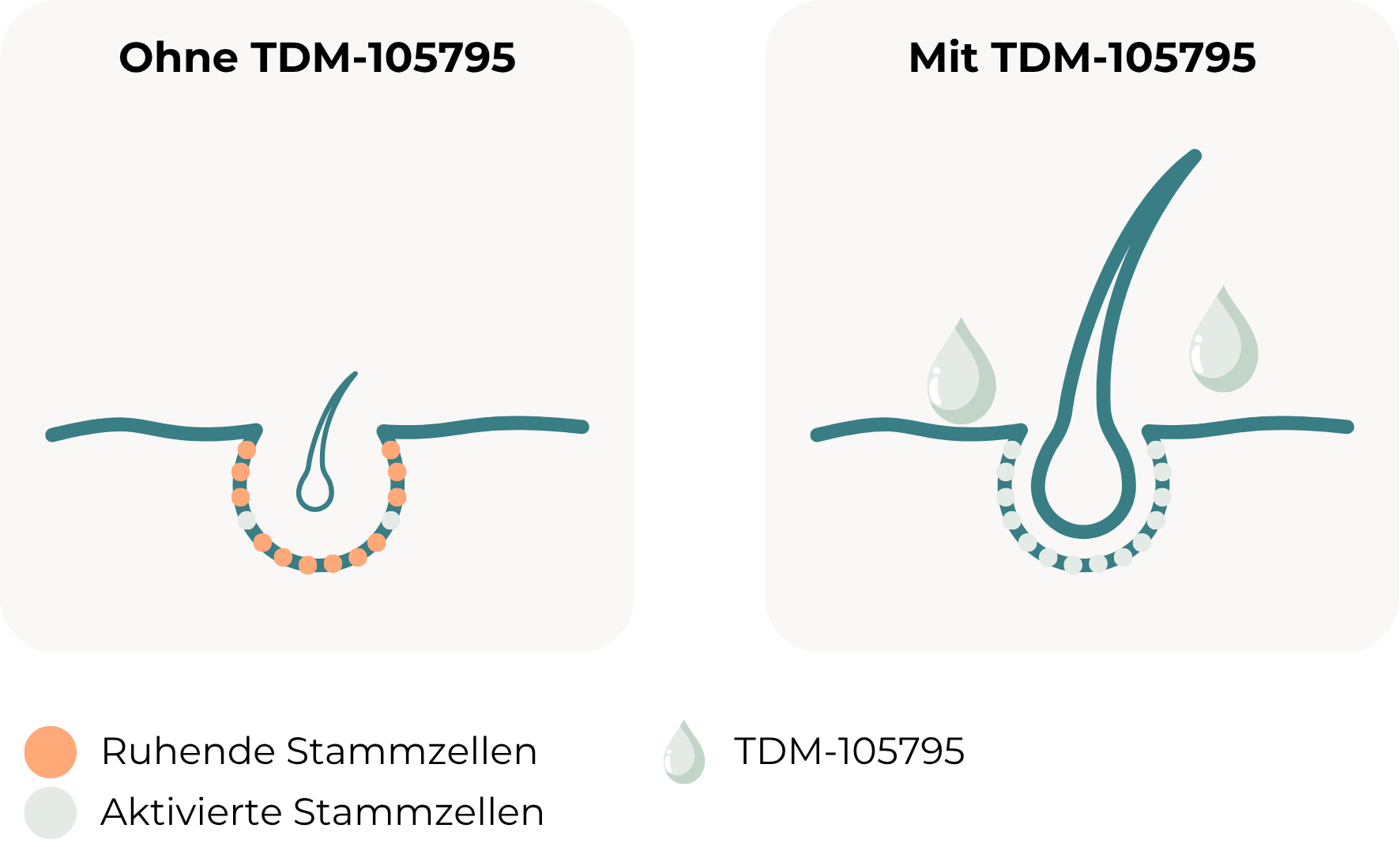 Grafik zeigt Haarfollikel ohne und mit TDM-105795. Links: ruhende orange Stammzellen. Rechts: aktivierte türkise Stammzellen mit Wassertropfen-Symbolen für TDM-105795.