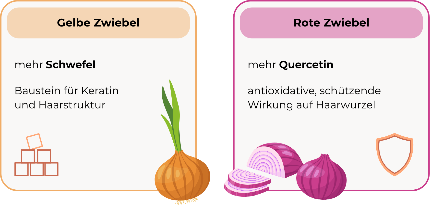 Zwiebelsaft Haare - Gegenüberstellung der Eigenschaften von rotem und gelbem Zwiebel. Gelber Zwiebel enthält wesentlich mehr Schwefel, der ein Baustein für die Haarstruktur ist. Roter Zwiebel hingegen ist reicher an Quercetin, vor allem in den äußeren Schichten. Quercetin wirkt antioxidativ und könnte den Haarfollikel vor DHT schützen.